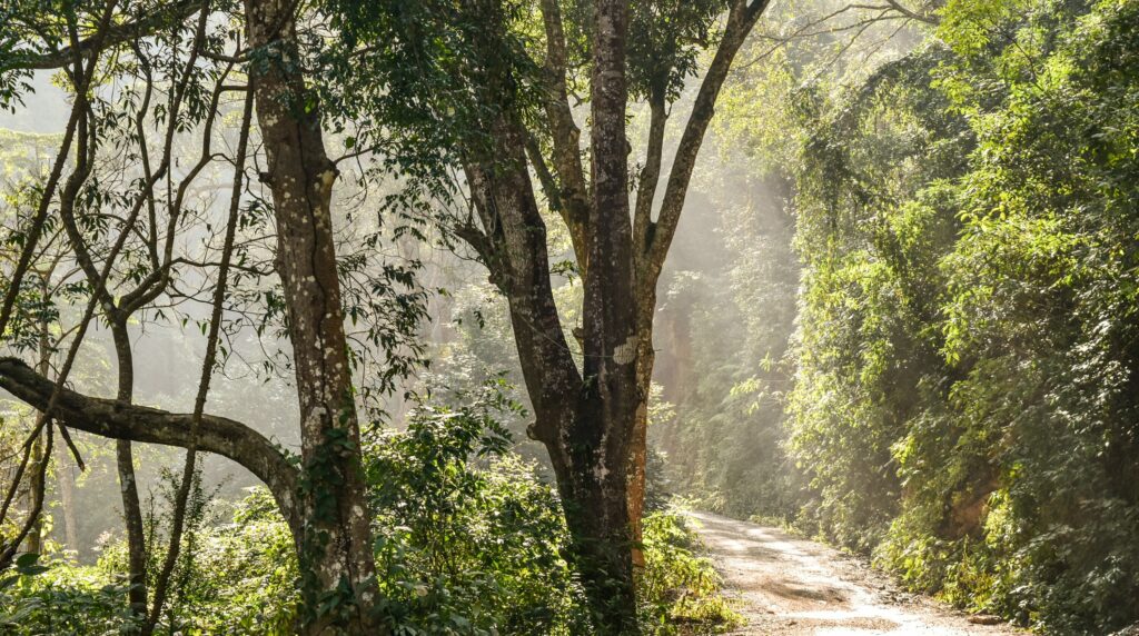 Picture shows the woods with a shinning light. The path to grace and temperance.