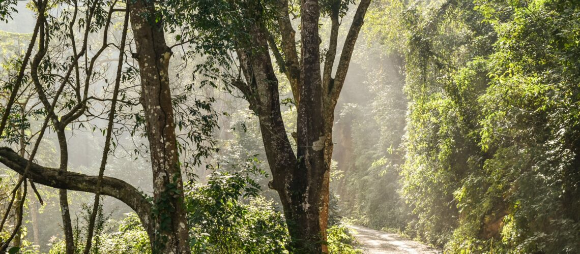 Picture shows the woods with a shinning light. The path to grace and temperance.